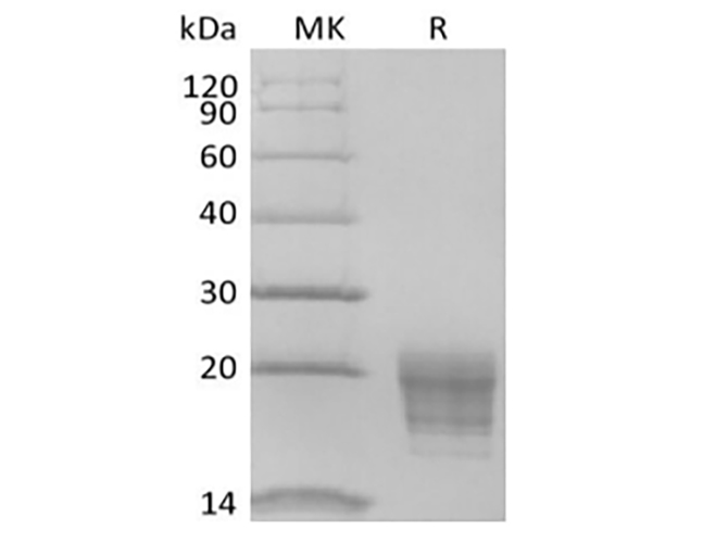 Валидация Elabscience PKSH034042(4273)