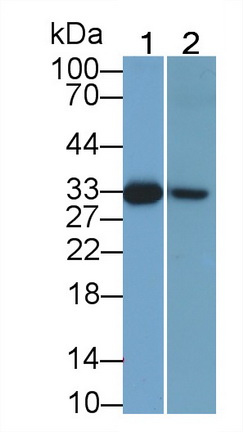 29241