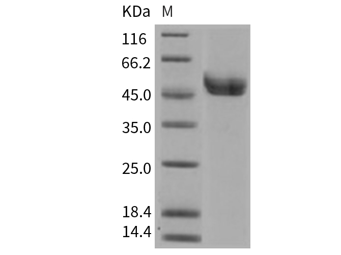 Валидация Elabscience PKSM040760(4731)
