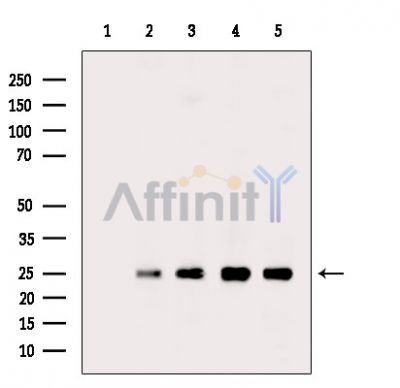Валидация Affinity DF7365 - 19083