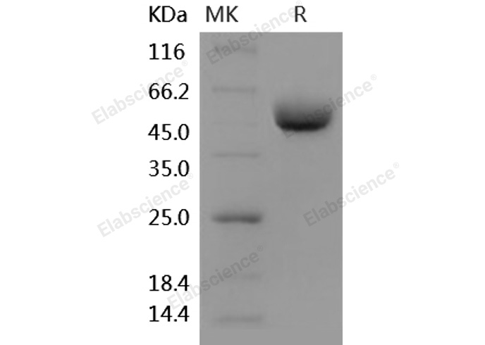 Валидация Elabscience PKSH031912(2527)
