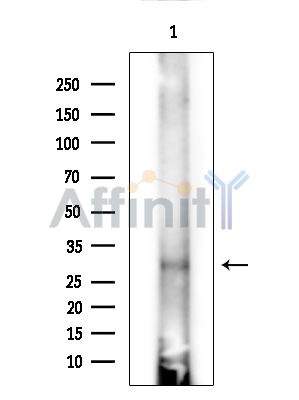 Валидация Affinity DF14118 - 9911