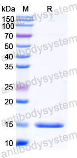 Валидация SDS-PAGE - AntibodySystem RHC13904