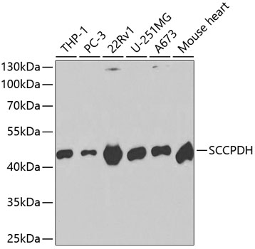 Валидация Elabscience E-AB-60639