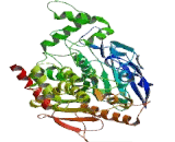 Acetylcholinesterase (AchE)