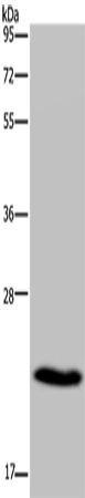 Валидация Elabscience E-AB-15668