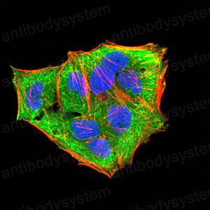 Валидация IF - AntibodySystem RHE48804 (878)