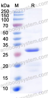 YHF56302, SDS-PAGE