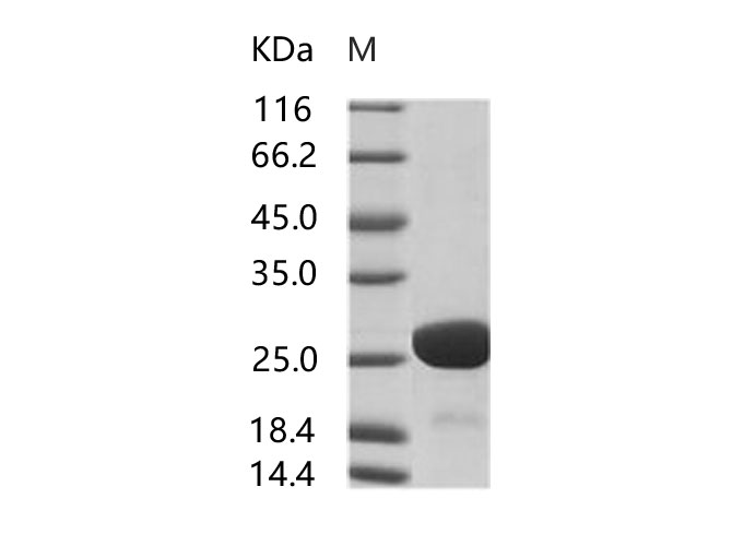 Валидация Elabscience PKSV030192(5969)