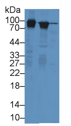 12816