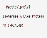 Peptidylprolyl Isomerase A Like Protein 4D (PPIAL4D)