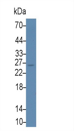 54453