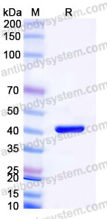 YHB33402, SDS-PAGE
