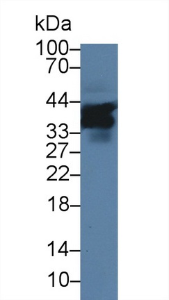 9496