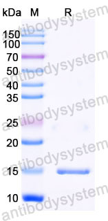 Валидация SDS-PAGE - AntibodySystem RHB42606