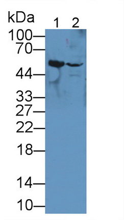 11939