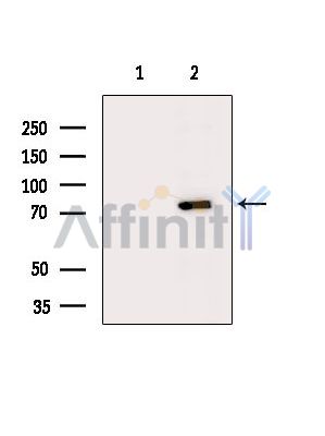 Валидация Affinity DF14727 - 10798