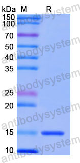 Валидация SDS-PAGE - AntibodySystem RHF95601