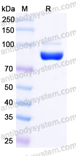EHB86401, SDS-PAGE