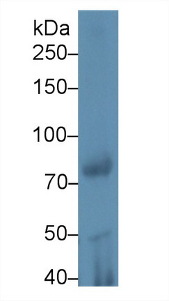 9743