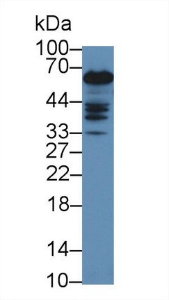 12933