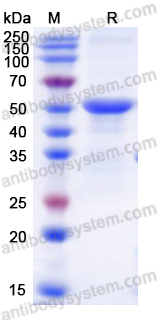 Валидация AntibodySystem YVV38402