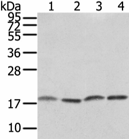 Валидация Elabscience E-AB-17243