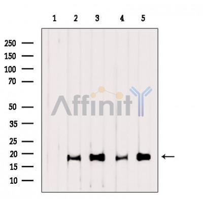 Валидация Affinity AF7022 - 4172