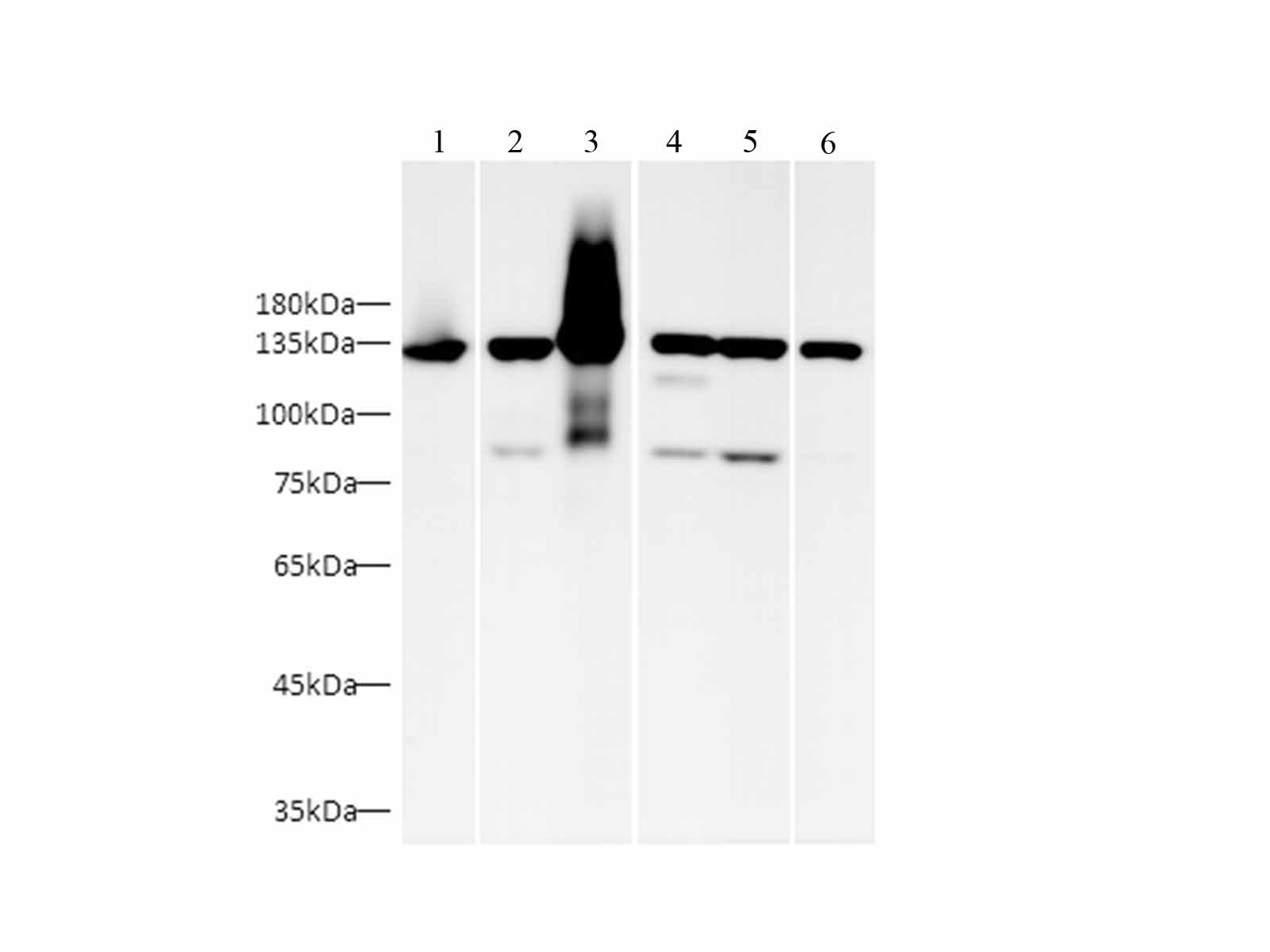 Валидация Elabscience AN00297HP