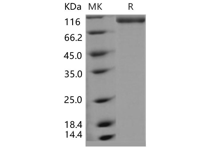 Валидация Elabscience PKSM040510(4502)