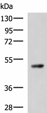 Валидация Elabscience E-AB-52130