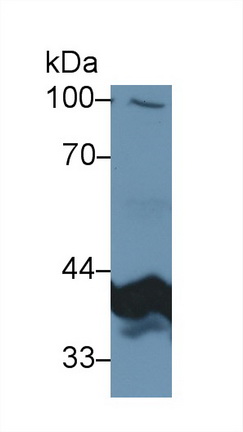 13464