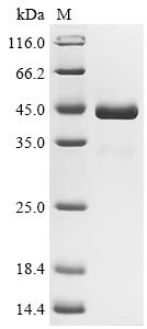 SDS-PAGE
