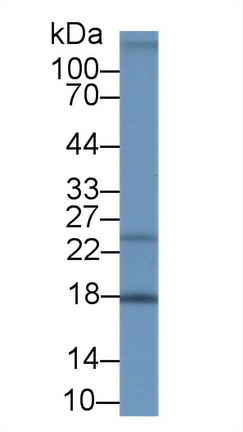 10006