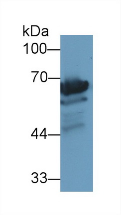 13427