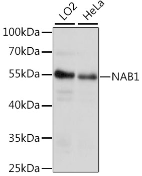 Валидация Elabscience E-AB-66537