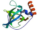 Procollagen C Proteinase Enhancer 1 (PCPE1)