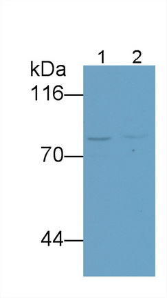 26090