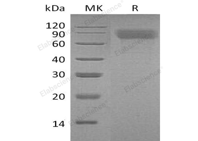 Валидация Elabscience PKSM041156(5066)