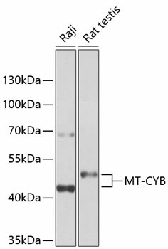 Валидация Elabscience E-AB-93404