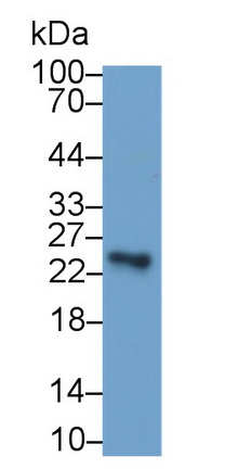 52559