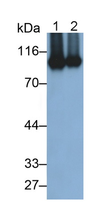 30645