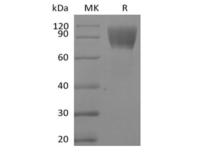 Валидация Elabscience PKSH033910(4138)