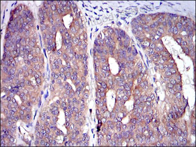Валидация AntibodySystem RHD53604 (1632)