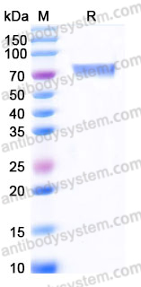 AHE43602, SDS-PAGE