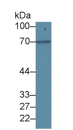 8509