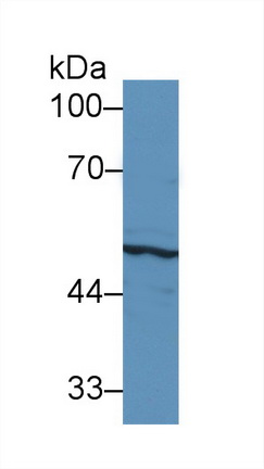 13100