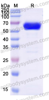 EHF85902, SDS-PAGE