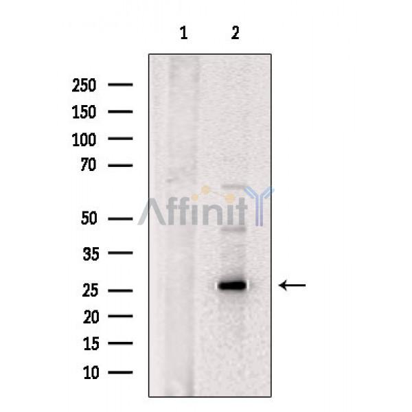 Валидация Affinity DF4699 - 16381