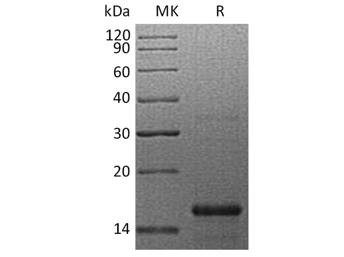 Валидация Elabscience PKSH032412(2892)
